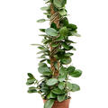 Hoya australis, Mossstab, im 17cm Topf, H�he 80cm, Breite 20cm