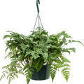 Humata tyermannii, Ampel, im 17cm Topf, H�he 35cm, Breite 50cm