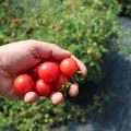 Wildtomate 'Humboldtii' (Solanum lycopersicum)