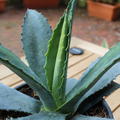 Hundertj�hrige Agave