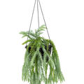 Huperzia goebelii, Ranker, im 26cm Topf, H�he 50cm, Breite 35cm