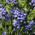 Spanisches Hasengl�ckchen blau (Hyacinthoides hispanica blau)