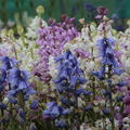 Spanisches Hasengl�ckchen Mischung (Hyacinthoides hispanica mix)