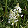 Spanisches Hasengl�ckchen 'Alba Maxima', Hyacinthoides hispanica 'Alba Maxima'
