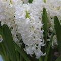 Hyacinthus 'Aiolos'