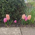 Hyazinthe 'Gipsy Queen', Hyacinthus 'Gipsy Queen'