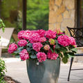 Hortensie Endless Summer� 'SummerLove' pinkrot