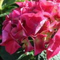 Hydrangea macrophylla 'Everbloom Red Wonder'�