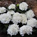 Hydrangea macrrophylla 'Everbloom White Wonder' �