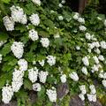 Eichblatthortensie, Hydrangea quercifolia 'Alice'