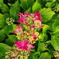 Hortensie, Tellerhortensie 'Curly� Sparkle Hot Pink'