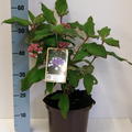 Raue Hortensie