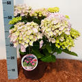 Hortensie, Ballhortensie 'Belle Seduction'�