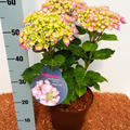 Hortensie, Tellerhortensie 'Frisbee� Pink' (S)