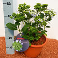 Hortensie, Tellerhortensie Hovaria� 'Fireworks Blue'