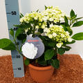 Hortensie, Ballhortensie Hovaria� 'Holibel'�