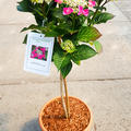 Hortensie, Tellerhortensie 'Nizza' St�mmchen