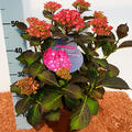 Hortensie, Ballhortensie 'Red Angel' (S)