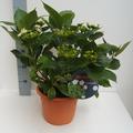 Hortensie, Tellerhortensie Hovaria� 'Fireworks White'