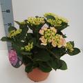Hortensie, Ballhortensie Hovaria� 'Sweet Fantasy'�