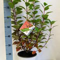 Hortensie, Rispenhortensie ‘Little Quick Fire� (S)