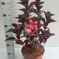 Hortensie, Japanische Berghortensie, Tellerhortensie ‘Daredevil�