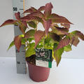 Hortensie, Tellerhortensie 'Summer Glow'�