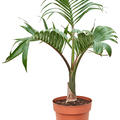 Hyophorbe lagenicaulis, Stamm, im 27cm Topf, H�he 100cm, Breite 65cm