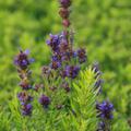 Hyssopus officinalis ssp. aristatus