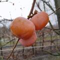 Hachiya, Kaki, Diospyros kaki