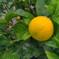 Zitrus, Citrus x tangelo 'Minneola' x Poncirus trifoliata, Trifeola