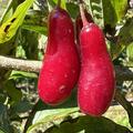 Kornelkische, Cornus mas Elegant, Fr�chte rot, tropfenf�rmig