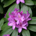 Rhododendron Catawbiense Grandiflorum