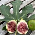Feige, Feigen, Ficus carica, Conadria