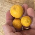 Citromelo Yuma, Citrus, Zitrus, Frucht