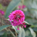 Sommerflieder 'Gulliver', Bl�te
