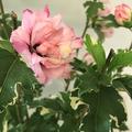 HIBISCUS syriacus Sugar Tip�