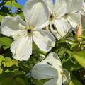 Clematis 'Maria Cornelia', Bl�te (schlechte Aufl�sung)