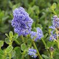 Ceanothus 'Skylark'