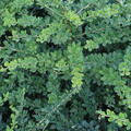 Berberis 'Green Ornament'