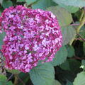 Hydrangea 'Bella Ragazza' Mauvette