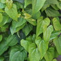 Yam, Yampflanze, Gem�sepflanze, Lubera, Dioscorea, Yamwurzel