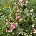 Heidelbeere, Kulturheidelbeere, Pink Bonbons, Vaccinium corymbosum