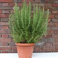 Rosmarin, Rosmarinus officinalis, Strauch in 7L
