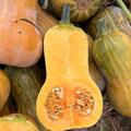 K�rbis, Honeynut, Cucurbita moschata, Speisek�rbis (CUC 24-12)