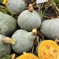K�rbis, Blue Ballet, Cucurbita maxima, Speisek�rbis (CUC 24-09)