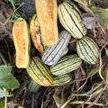 K�rbis, Bush Delicata, Cucurbita pepo, Speisek�rbis (CUC 24-08)