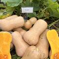 K�rbis, Nutterbutter, Cucurbita moschata, Speisek�rbis (CUC 24-16)