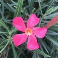 Rosa Oleander Margaritha
