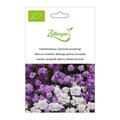 Schleifenblume, Gemischt (einj�hrig)